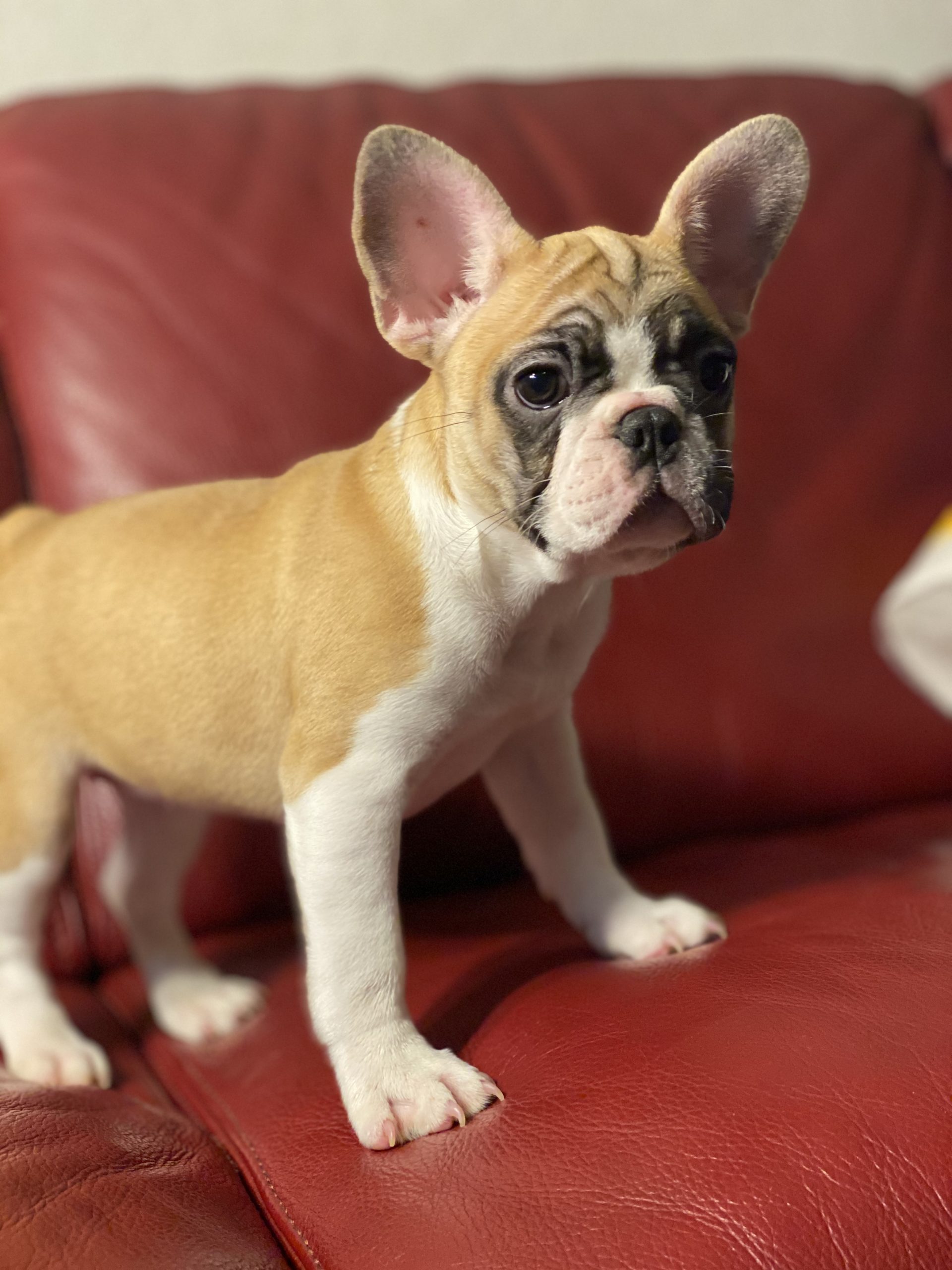 Gallery – French Kisses from French Bulldogs