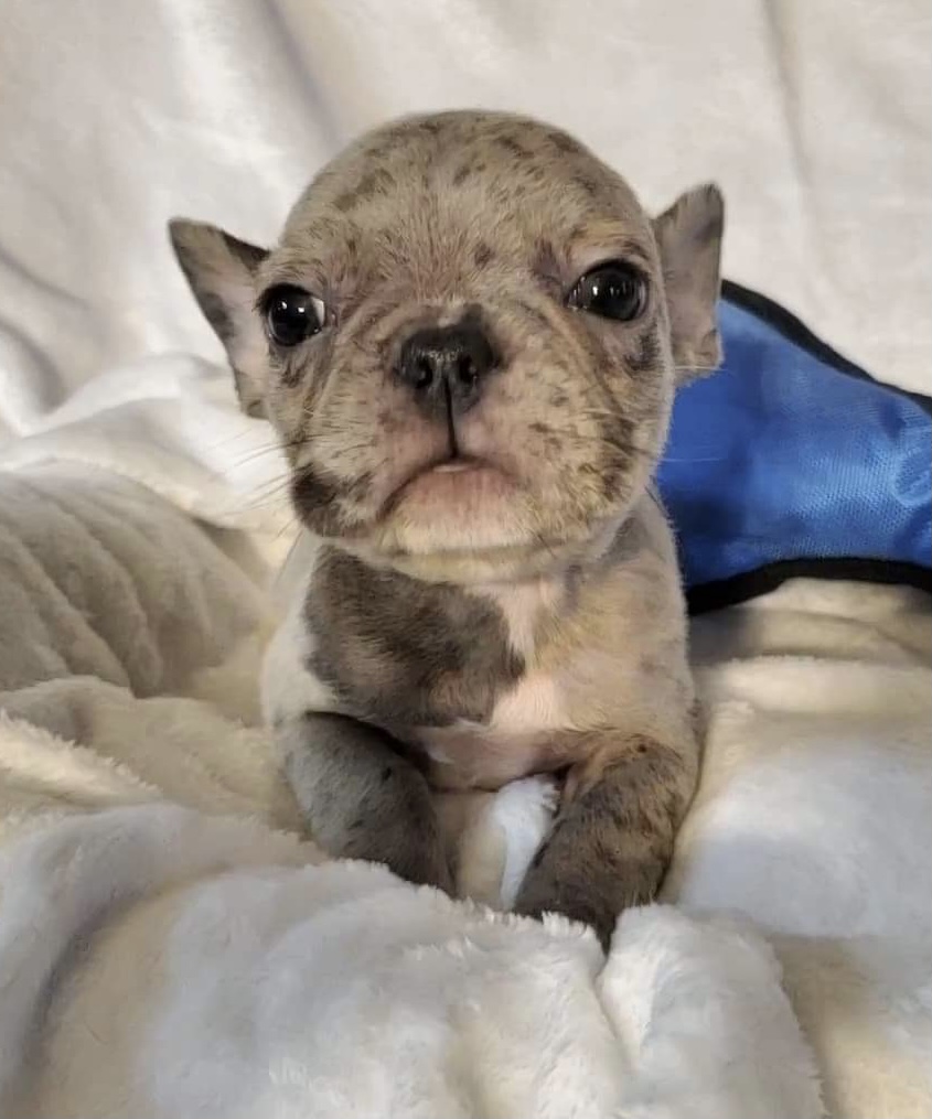 AKC Blue Merle Male French Bulldog Puppies for Sale